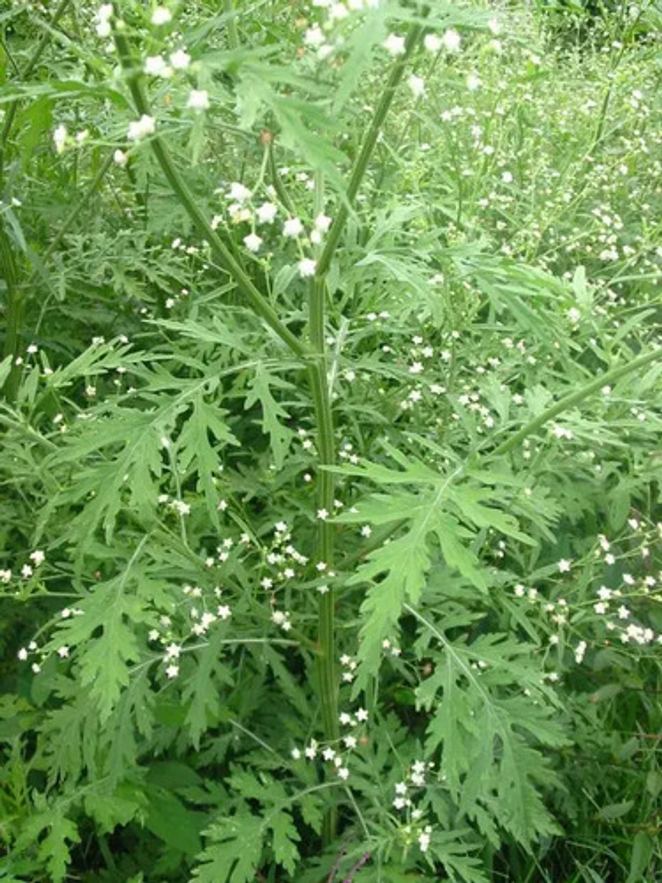 Glufosinato De Amonio 200 Sl X Litro Control Maleza 3