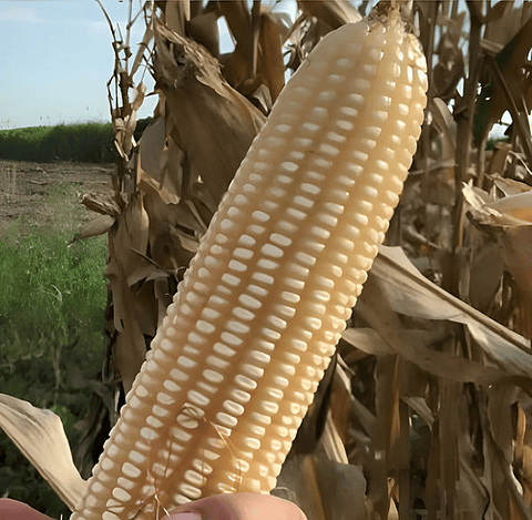 Semillas Maiz Blanco Variedad Ica V-156 X 4 Kilo