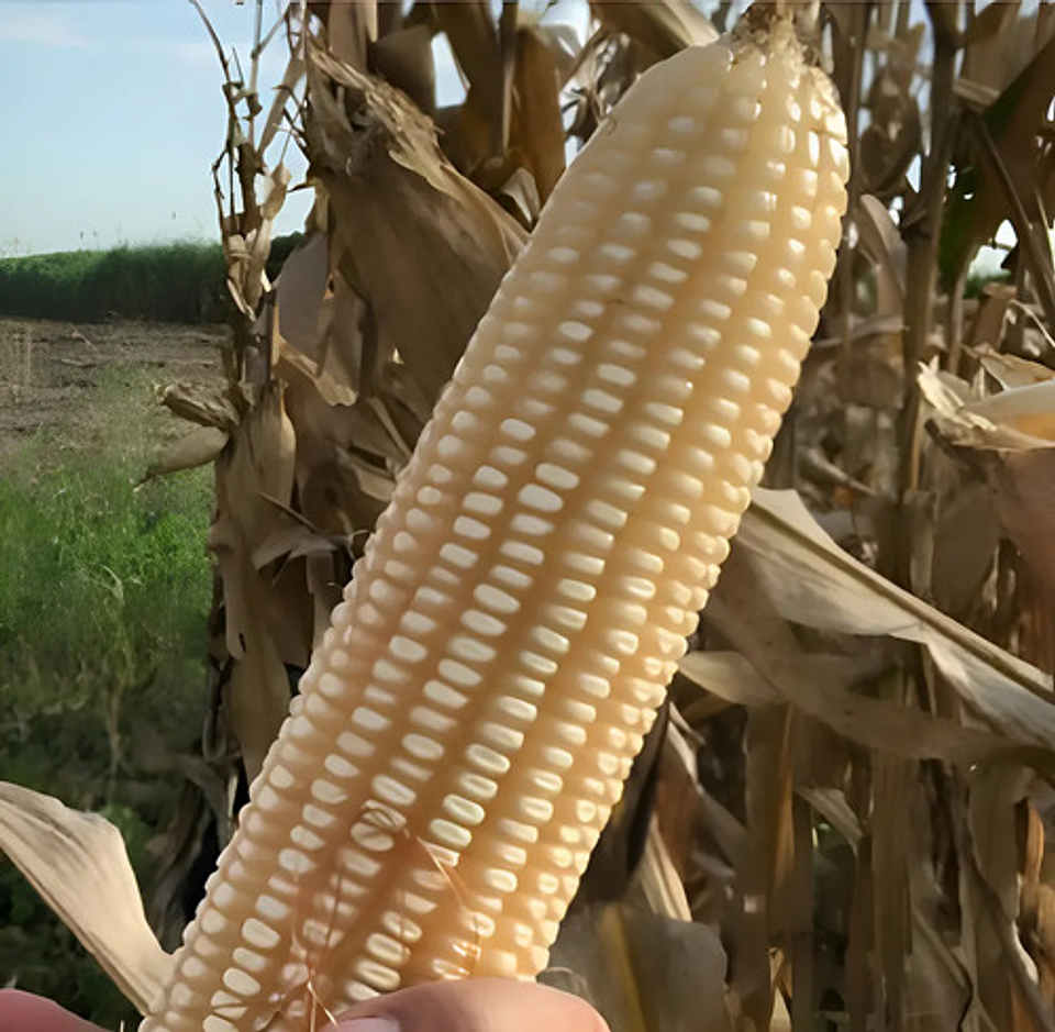 Semillas Maiz Blanco Variedad Ica V-156 X 4 Kilo 1