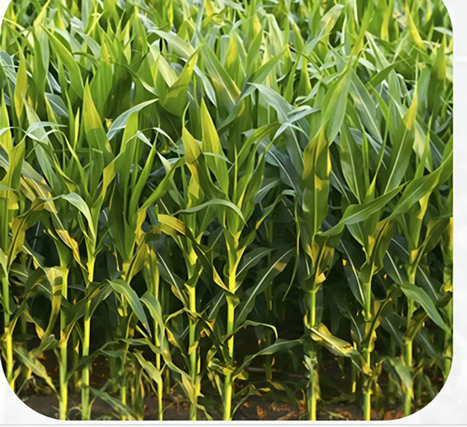 Semillas Maiz Blanco Variedad Ica V-156 X 4 Kilo 8