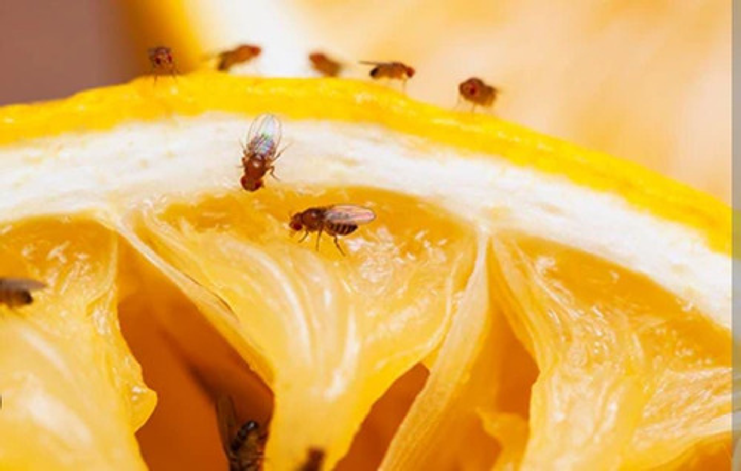 Deltametrina Insectos X Kilo 5