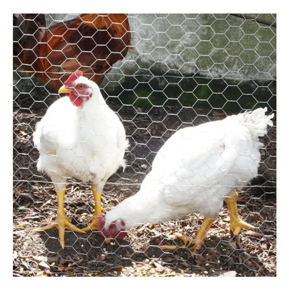 Malla Gallinero Galvanizada 0.9 X 1 1/4pu3.5cm X36 Mts Largo 9