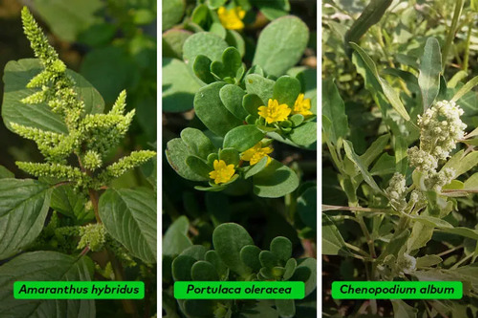 Tropico X Litro- Mata Hoja Ancha En Potreros Amina+picloram 3