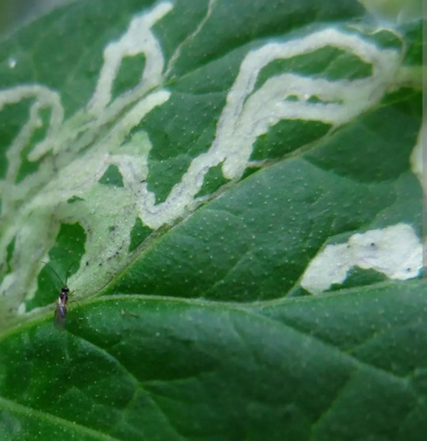 Candonga Abamectina 1.8 Control De Ácaros Y Minador X Litro 9