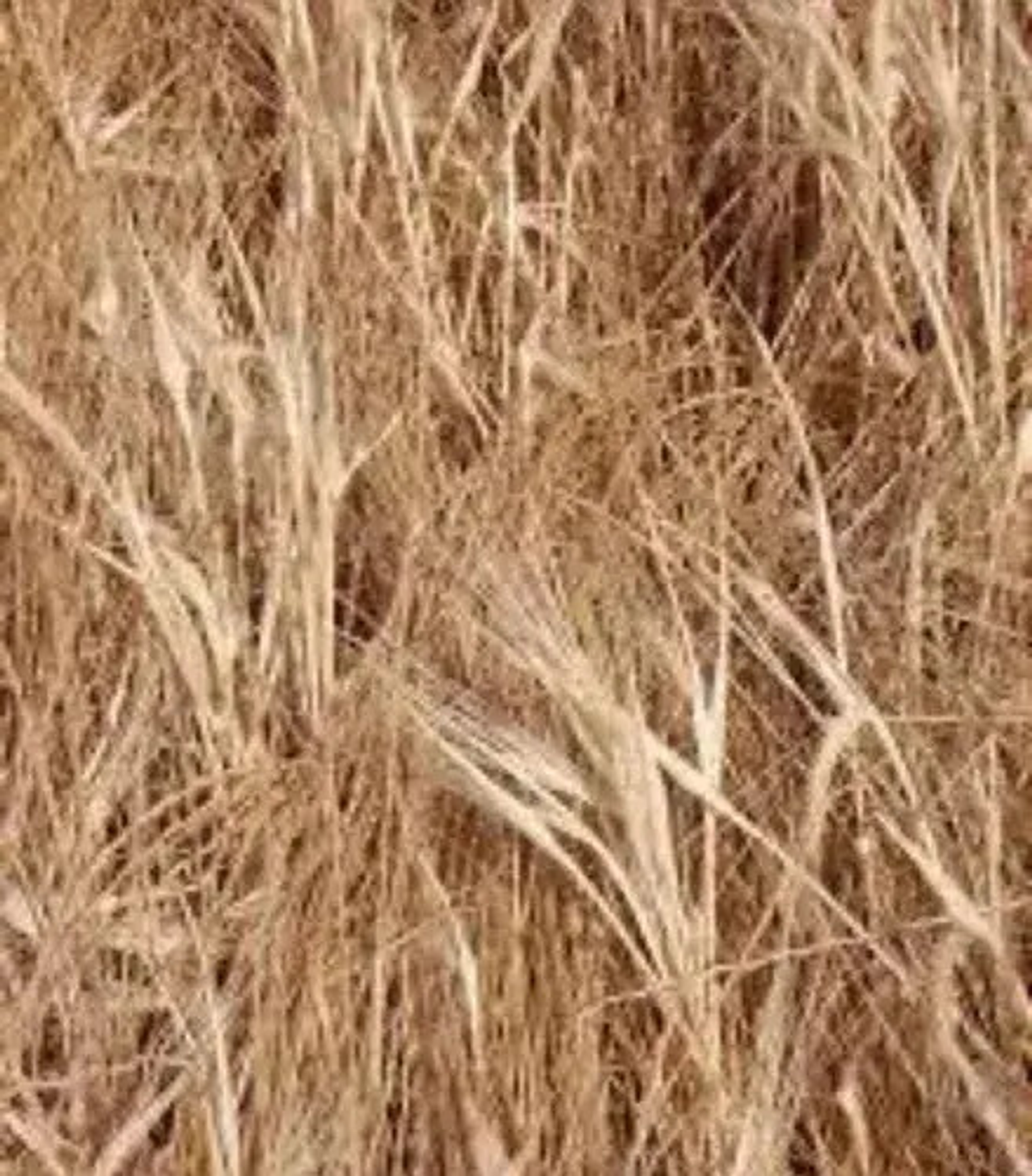 Roundup Activo   Matamaleza Glifosato X Litro 3