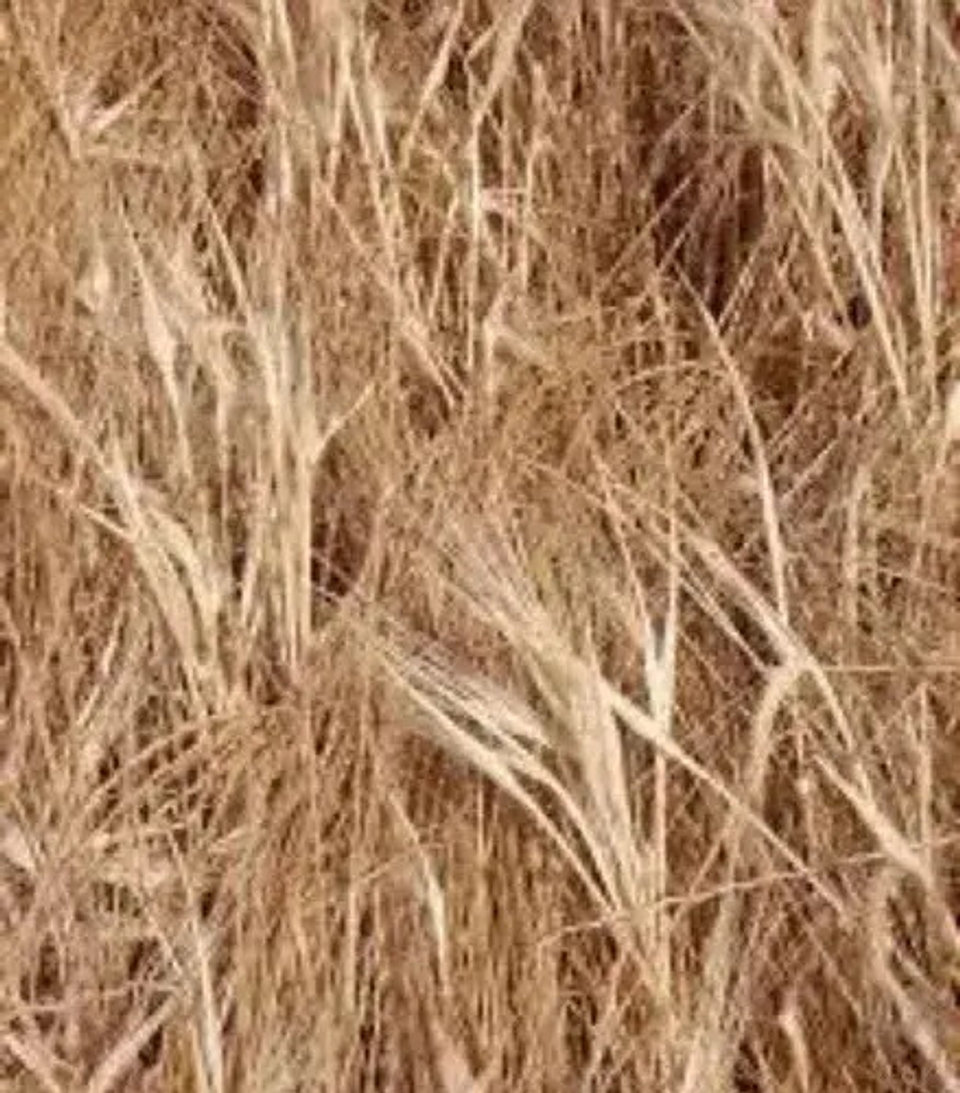 Roundup Activo   Matamaleza Glifosato X Litro 3