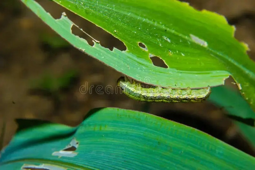 Cipermetrina UPL x 1 Litro - Insecticida de Alto Poder de Derribe | Agrosamario 4