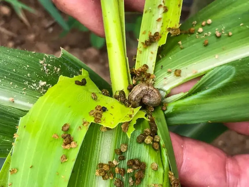 Cipermetrina UPL x 1 Litro - Insecticida de Alto Poder de Derribe | Agrosamario 5