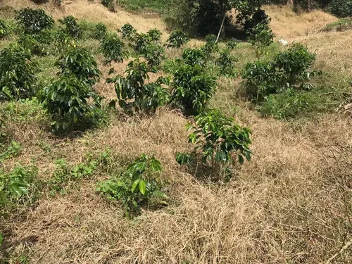 Verdict Herbicida Control De Maleza Gramíneas X Litro 3