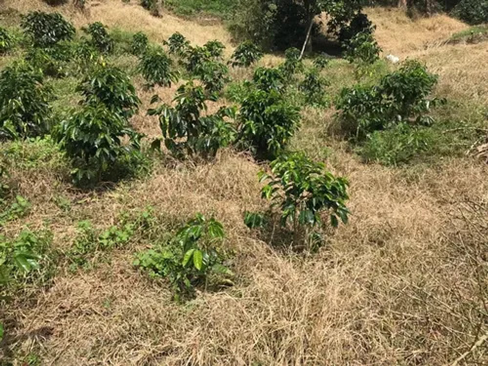 Verdict Herbicida Control De Maleza Gramíneas X Litro 3