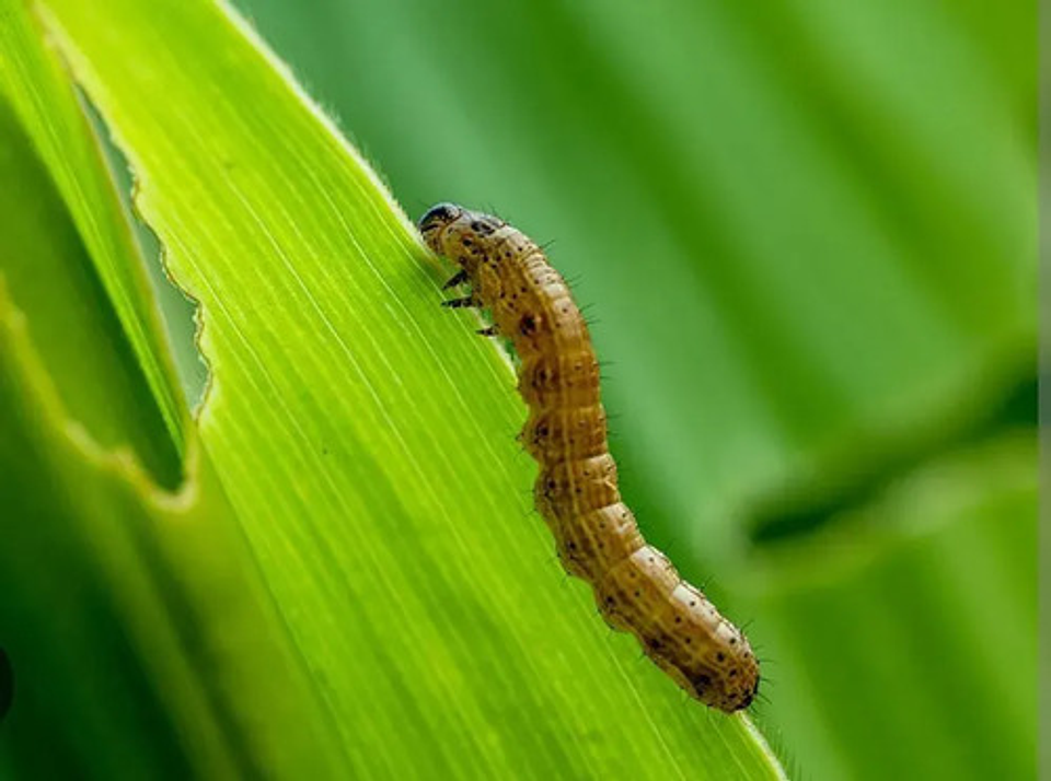 Deltametrina 2.5  Wp Polvo Para Arriera Y Gusano 4