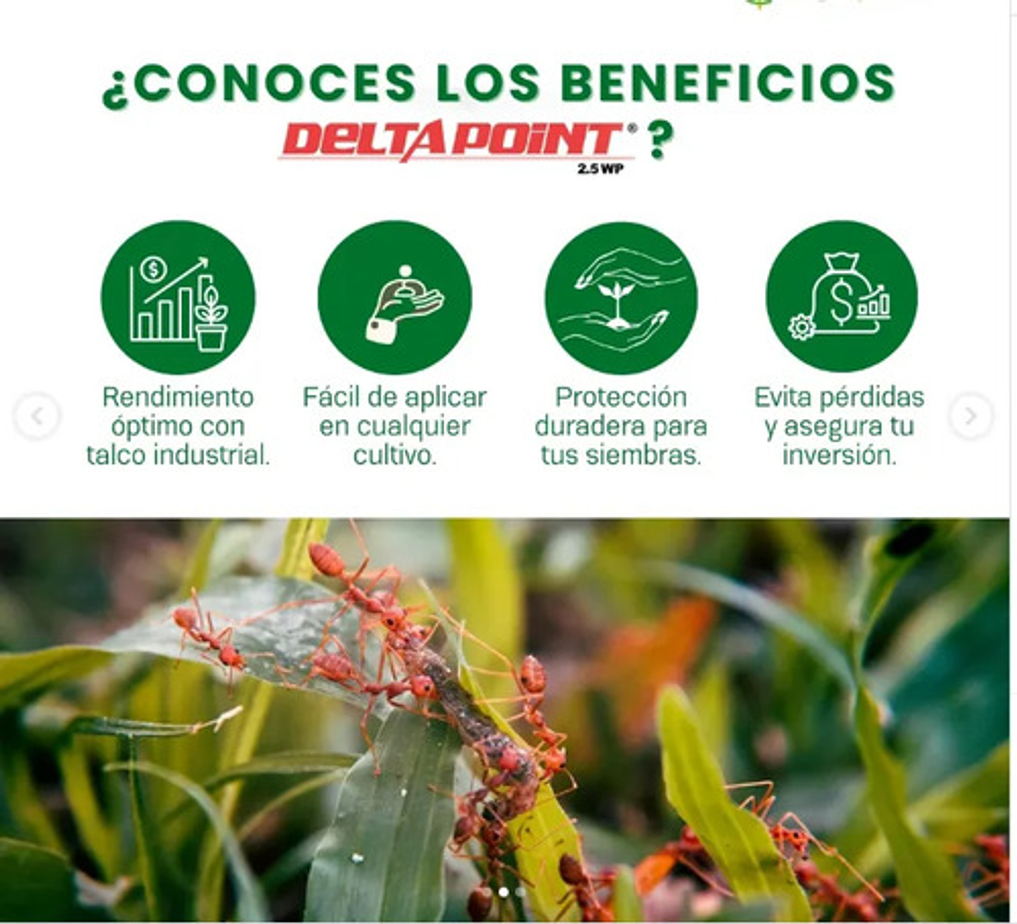 Deltametrina 2.5  Wp Polvo Para Arriera Y Gusano 6