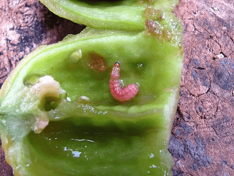 Engeo Syngenta Insectos  X 250 Cc