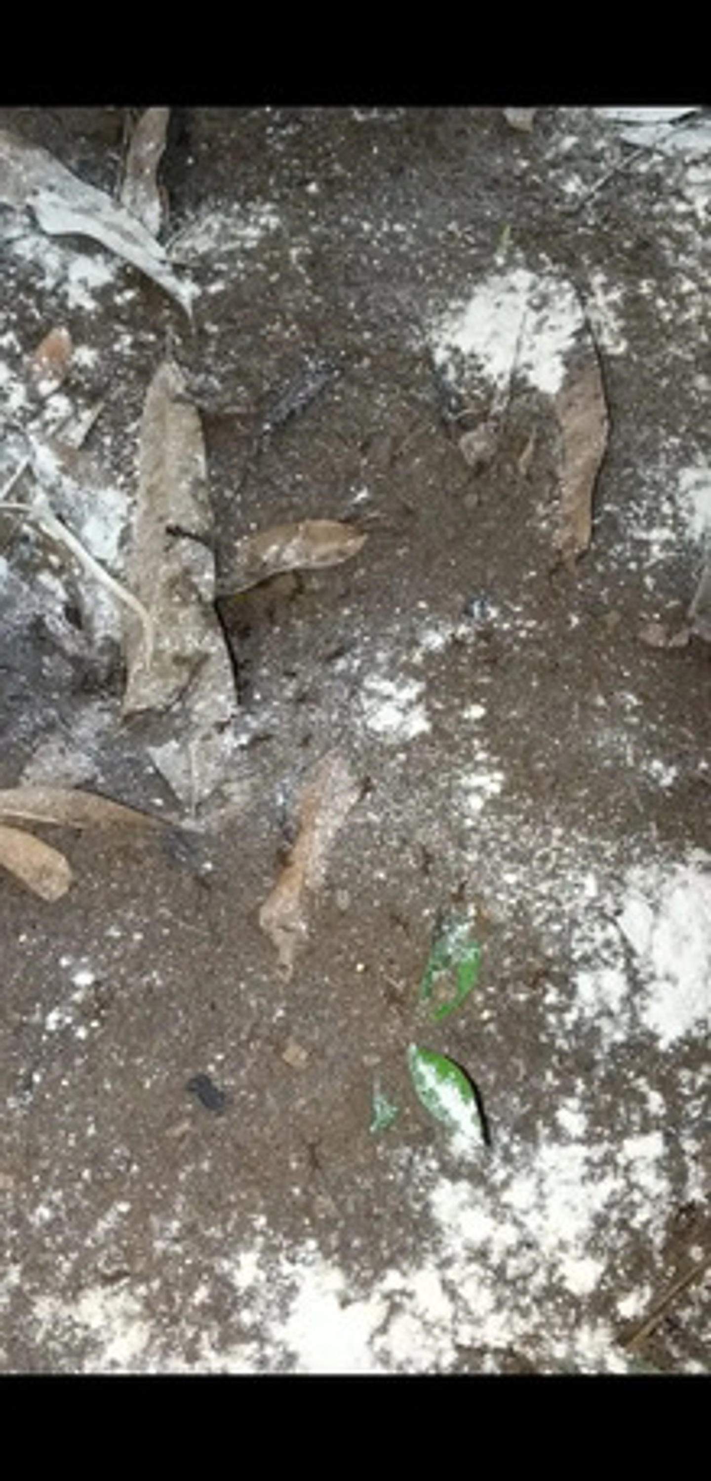 Bomba Insufladora Mata Hormigas  500 Gr + 2 Termigas X 500 G 8