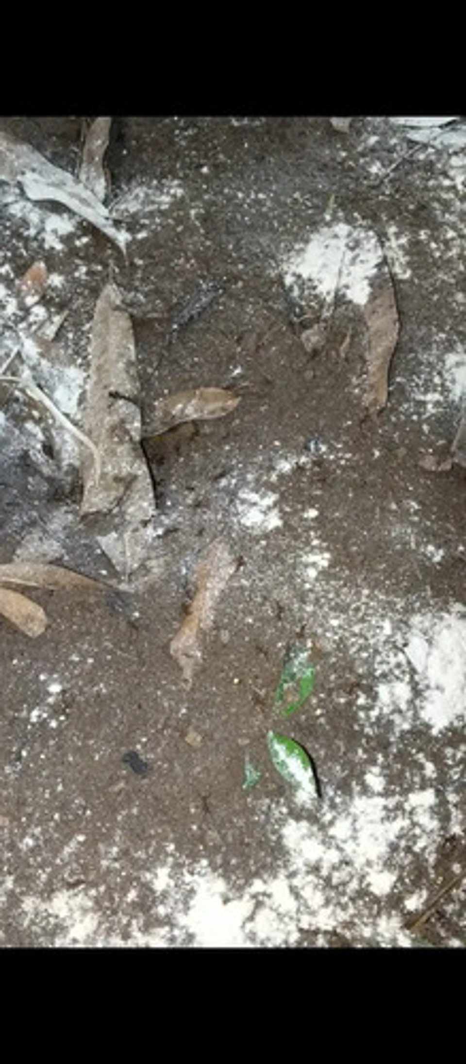 Bomba Insufladora Mata Hormigas  500 Gr + 2 Termigas X 500 G 8