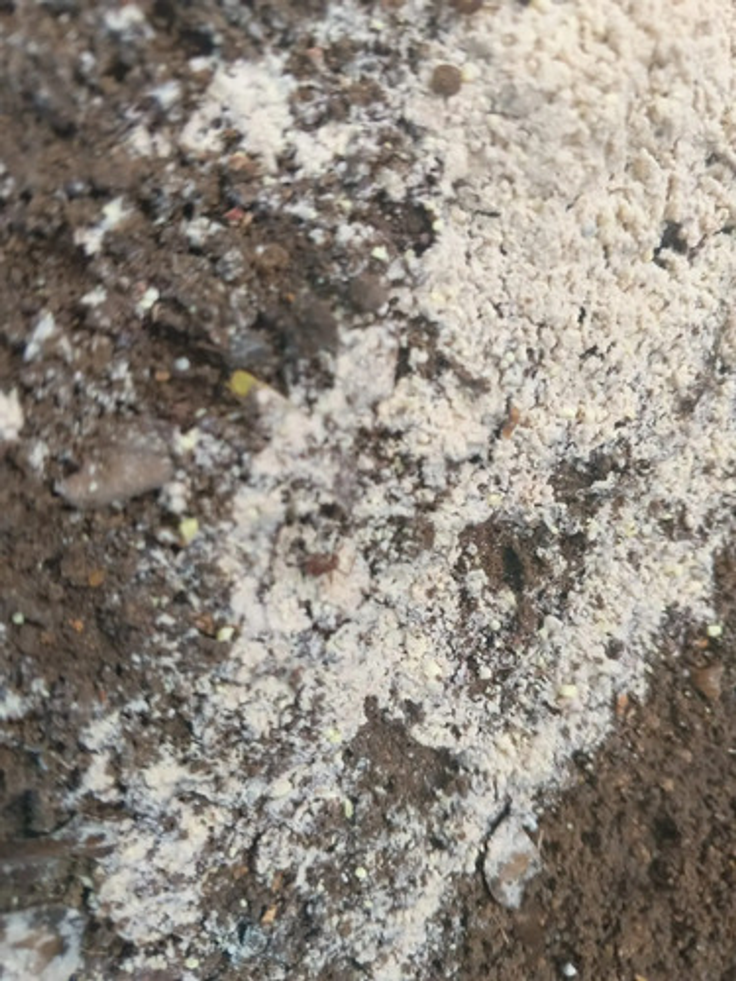 Bomba Insufladora Mata Hormigas  500 Gr + 2 Termigas X 500 G 11