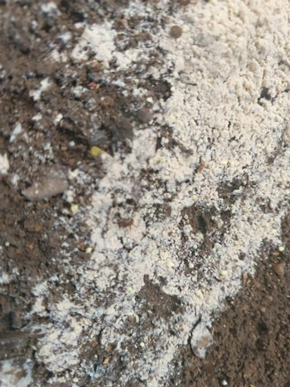 Bomba Insufladora Mata Hormigas  500 Gr + 2 Termigas X 500 G 11