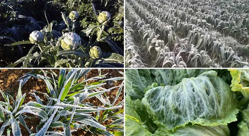 Fertiinvesa Aminoácidos + Algas Marinas | Fertilizante Bioestimulante x 1 Litro l Agrosamario  2