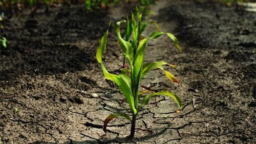 Fertiinvesa Aminoácidos + Algas Marinas | Fertilizante Bioestimulante x 1 Litro l Agrosamario  3