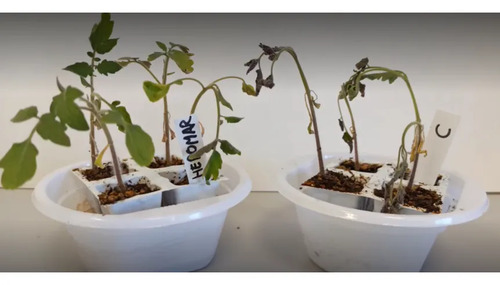 Fertiinvesa Aminoácidos + Algas Marinas | Fertilizante Bioestimulante x 1 Litro l Agrosamario  4