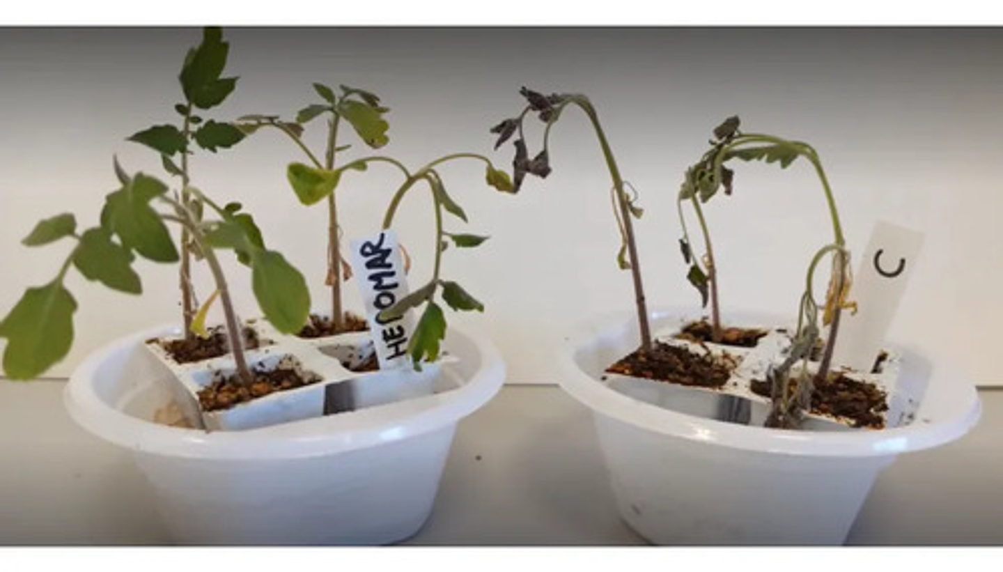 Fertiinvesa Aminoacidos Algas Marinas   X Lt Cultivos 4