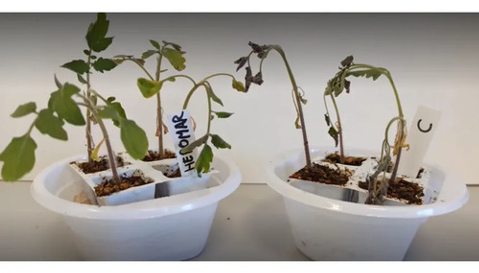 Fertiinvesa Aminoacidos Algas Marinas   X Lt Cultivos 4