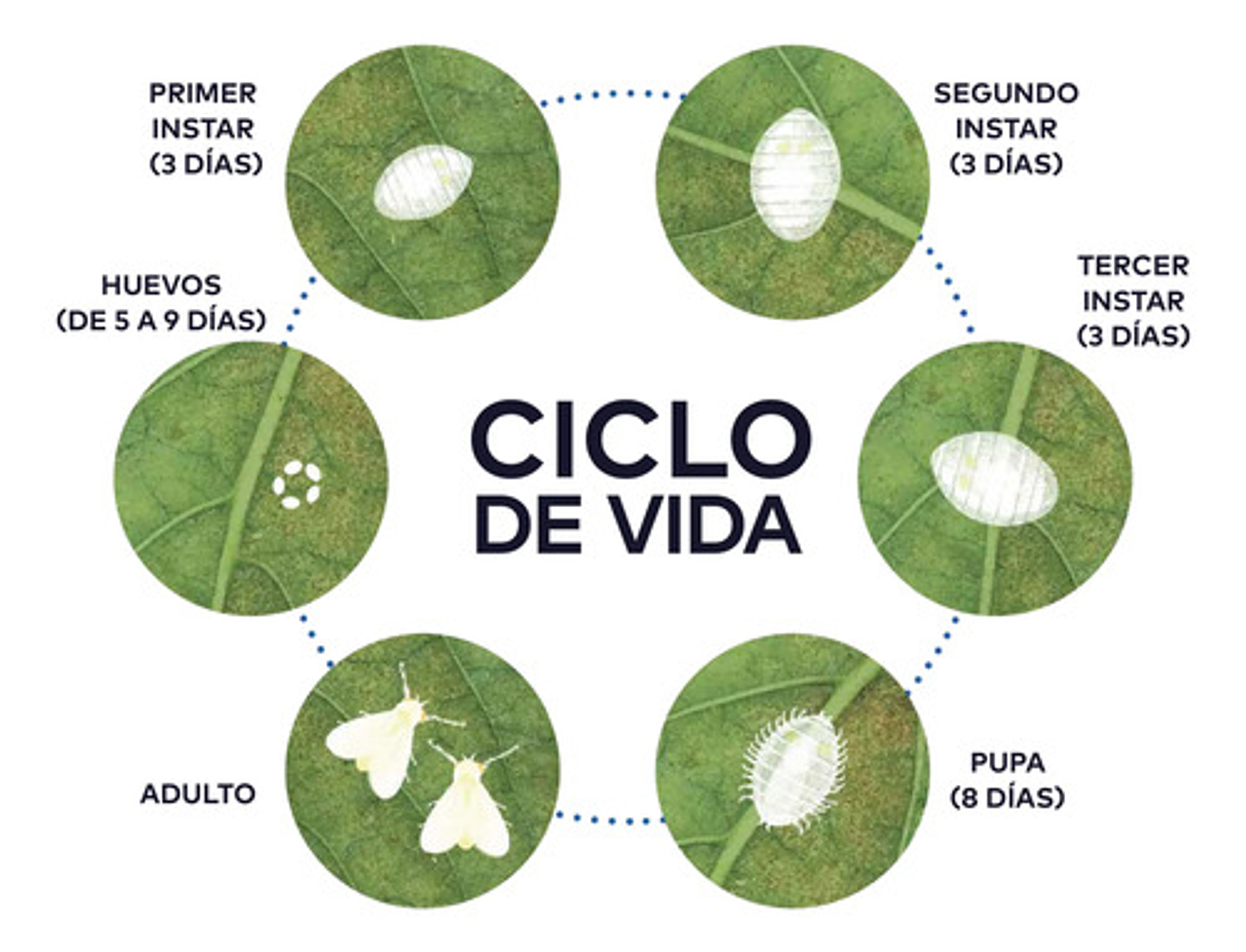 Spider Invesa Litro Imidacloprid + Lambdaciha Contro Insecto 7