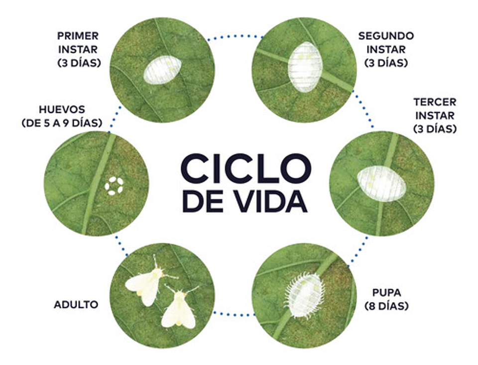 Spider Invesa Litro Imidacloprid + Lambdaciha Contro Insecto 7