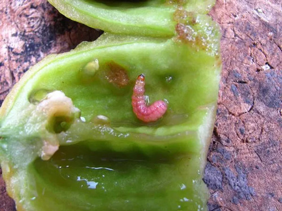 Engeo Syngenta Insectos  X Litro 3