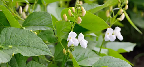 Hormonagro Ana  250cc - Litro - Regulador de Floración y Anticaída de Frutos | Agrosamario 3
