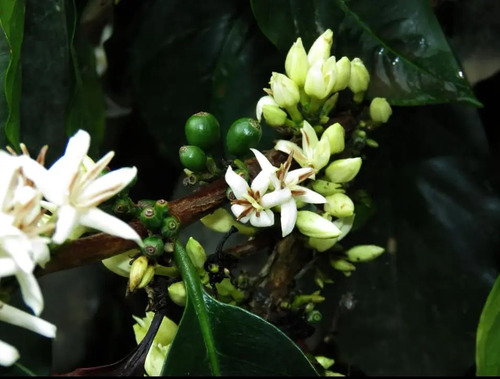 Hormonagro Ana  250cc - Litro - Regulador de Floración y Anticaída de Frutos | Agrosamario 4