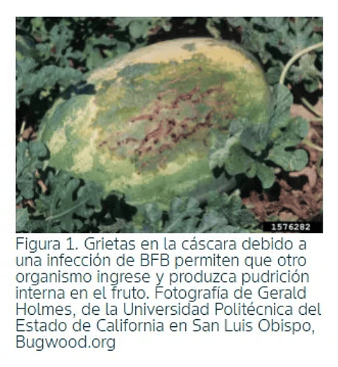 Oxilobac - Acido Oxolinico Agricola Control Bacterias 100 Gr