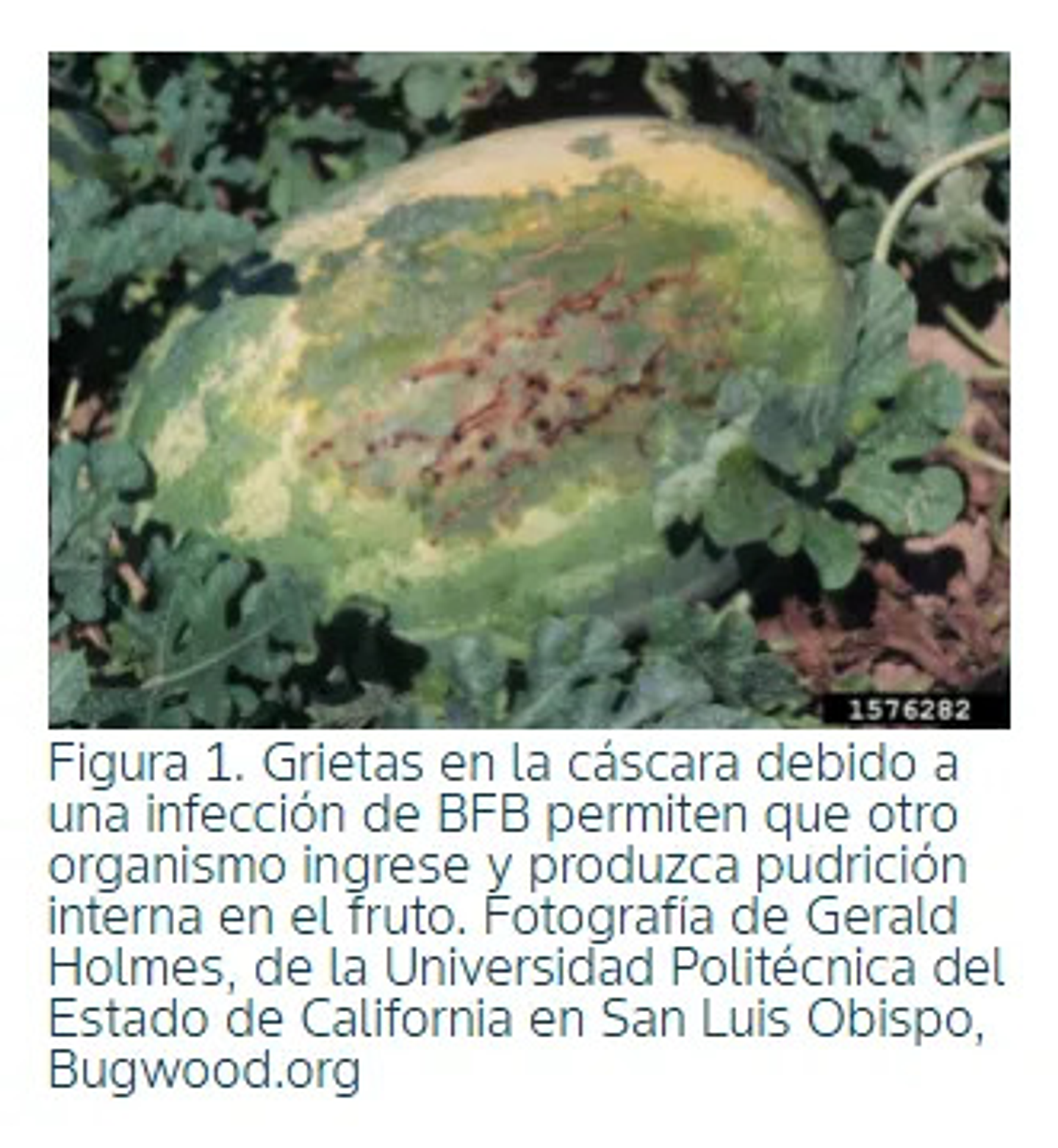 Oxilobac - Acido Oxolinico Agricola Control Bacterias 100 Gr 2