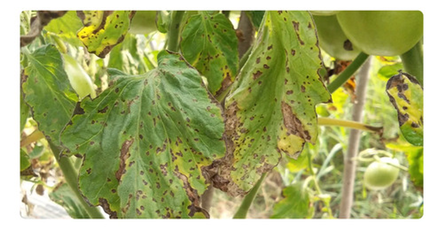 Oxilobac - Acido Oxolinico Agricola Control Bacterias 100 Gr 6