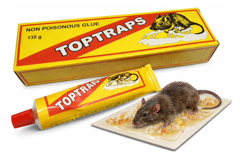 Pegante Para Ratones X 100 Gr 1