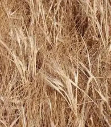 Panzer  Herbicida Glifosato X Litro 3
