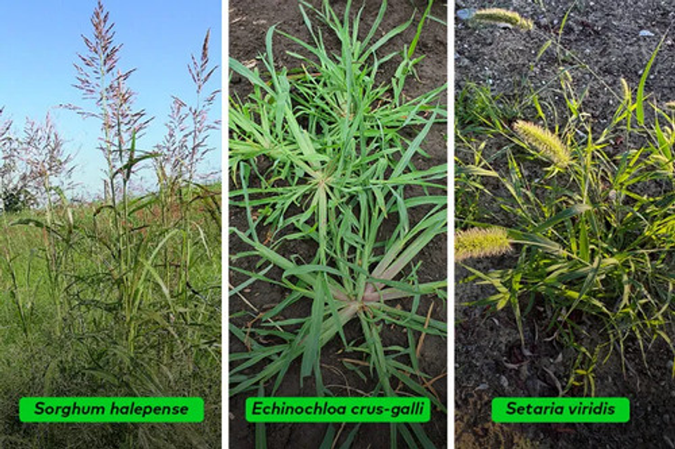 Herbicida Mamut Picloram 240 X Litro Invesa 4