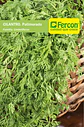 Semilla Cilantro Patimorado X Libra Fercon - Alta Germinación | Agrosamario - Miniatura 2