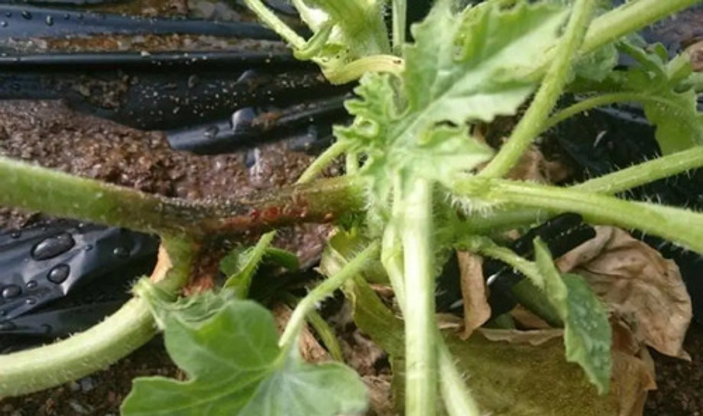 Mertec 500sc X Litro Hongos Agricultura Syngenta 2