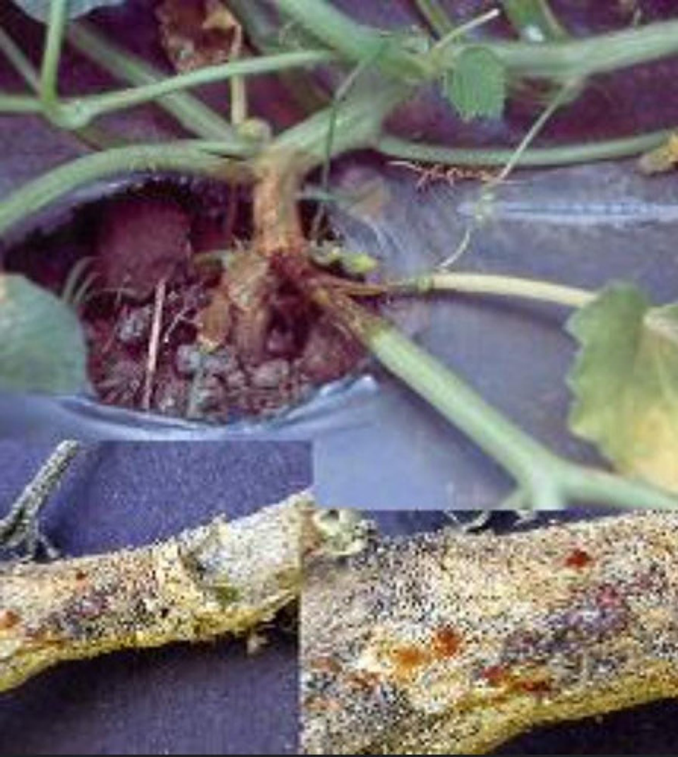 Mertec 500sc X Litro Hongos Agricultura Syngenta 3