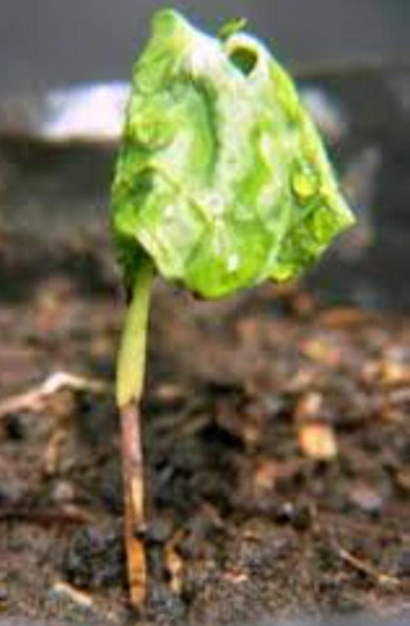 Mertec 500sc X Litro Hongos Agricultura Syngenta 5