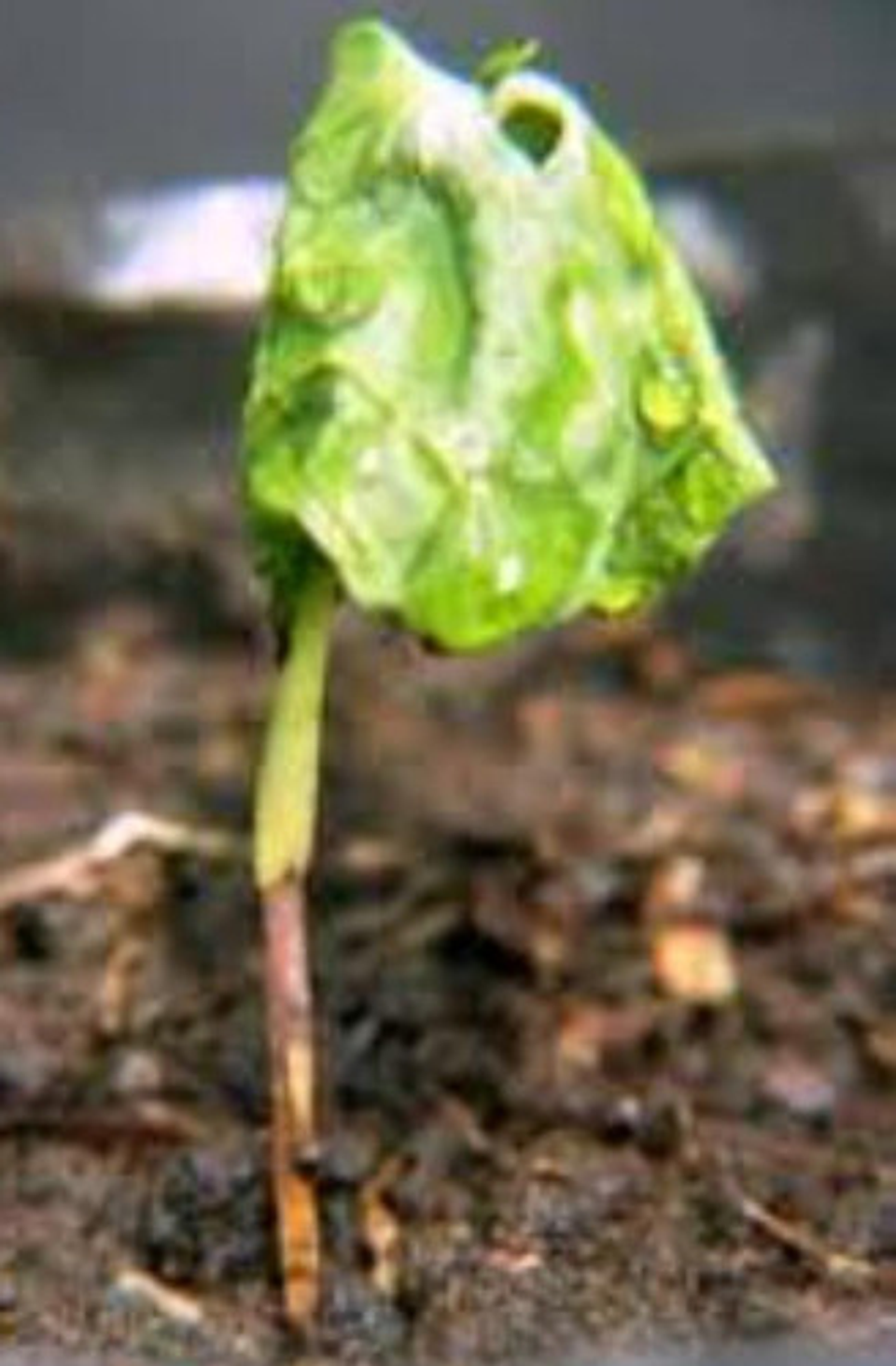 Mertec 500sc X Litro Hongos Agricultura Syngenta 5