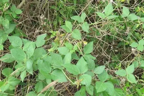 Gramafin Invesa - Herbicida de Contacto  Litro - 4 Litros (Paraquat) | Agrosamario 6