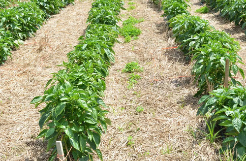 Gramafin Invesa - Herbicida de Contacto  Litro - 4 Litros (Paraquat) | Agrosamario 7