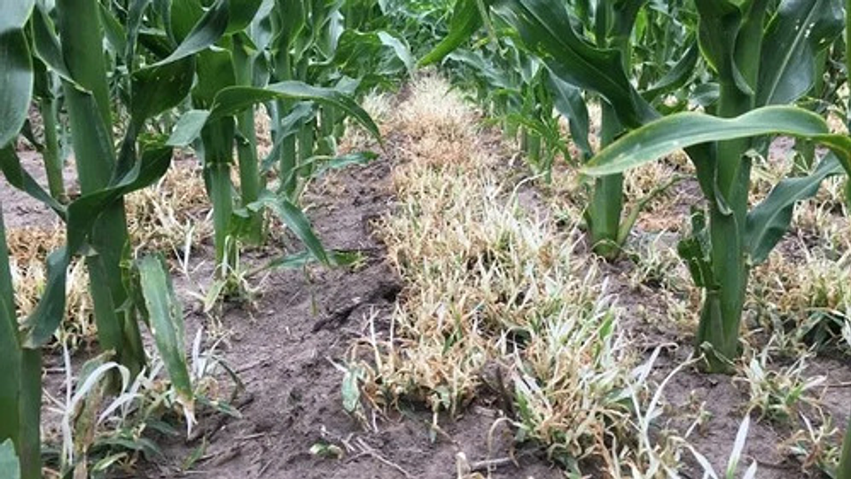 Atrazina 500 Sc  Control Malezas En Maíz Y Caña Invesa Litro 5