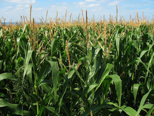Atrazina 500 Sc  Control Malezas En Maíz Y Caña Invesa Litro 6