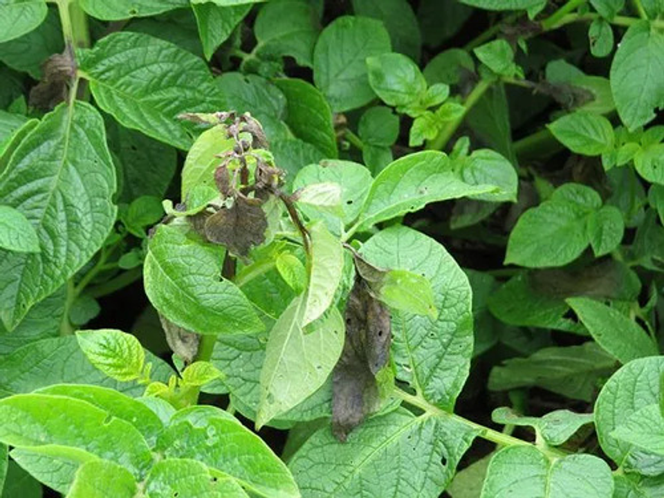 Predostar Metalaxyl +  Propamocarb X 300 Gr Hongos Plantas 4