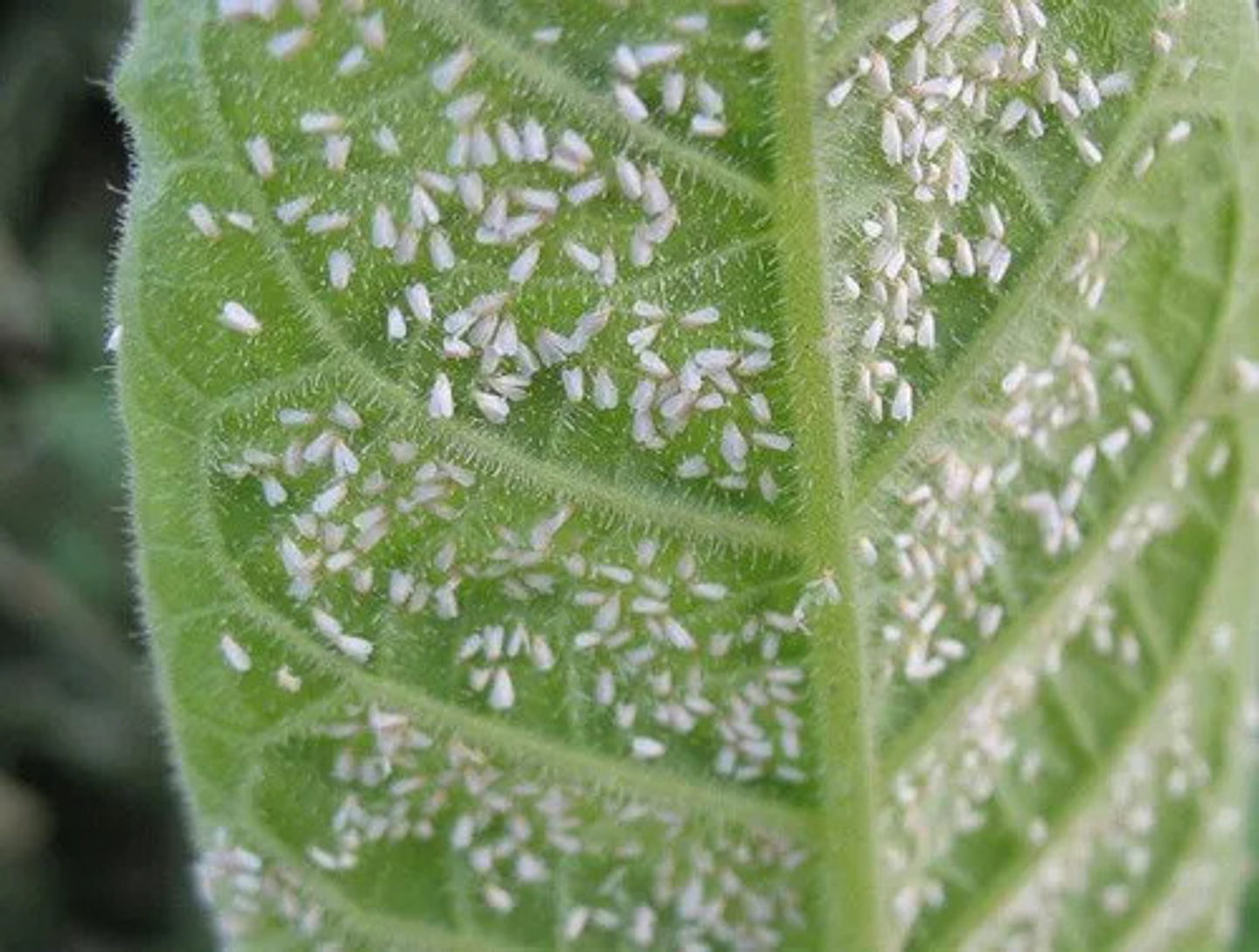 Actup X 100 Gr Thiamethoxam   Interoc Insectos 5