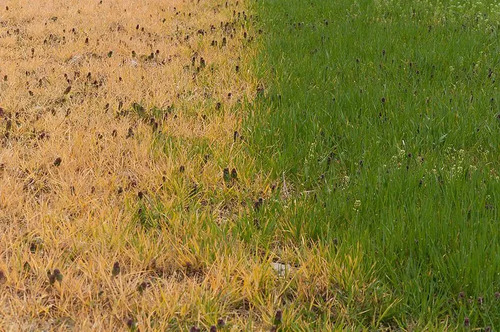 Herbicida Panzer 480 SL (1 Litro)  Glifosato Agrosamario  2