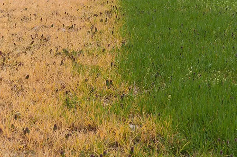 Panzer 480sl Matamaleza Glifosato X Litro 3